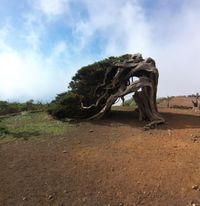 Sabina_ElHierro_copyright Susanne Reuter 