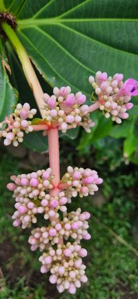 Medinilla &copy;Susanne Reuter 